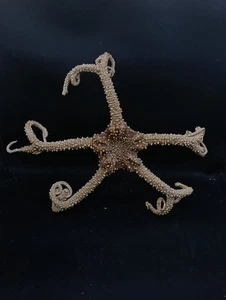 Incredibly rare, GIANT 12" Euryalidae deep water starfish. sea shell #14289 - Picture 1 of 5