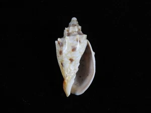 Sea Shell Odontocymbiola americana cleryana 46,5 mm ID#9482 - Imagen 1 de 3