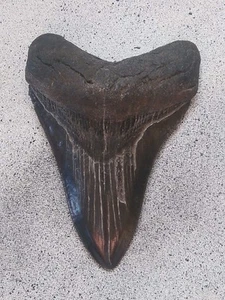 4 Inch MEGALODON FOSIL Blue In Colour - Picture 1 of 10