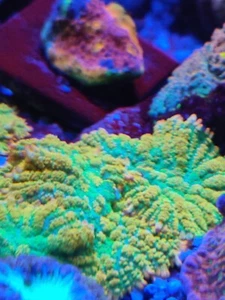 Rainbow rhodactis Mushrooms WYSIWYG big heads Marine Coral - Picture 1 of 5