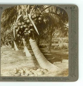 Wsa8165 U&U 5700 (25) Cocoanut Trees in the White Sand Palm Beach Florida D - Picture 1 of 2