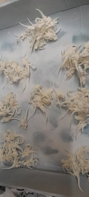 Gran paquete de insectos alienígenas Grimdark Future, OPR Foto 1 de 2