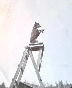 1940s Adorable Trick Dog Stands Paws Up On High Platform Mini Pinscher Vtg Photo - Picture 1 of 4