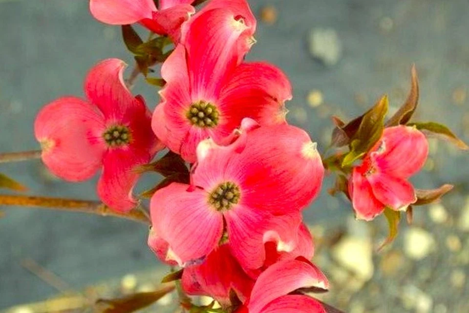 Red Flowering Dogwood Tree 3-4 feet Tall, Bare root, Tree for All Seasons - Image 1 of 4