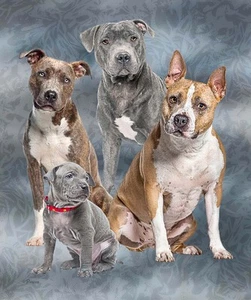 Plush Queen Size Dog Blanket - Extremely Soft - Pitbull Club - Picture 1 of 1