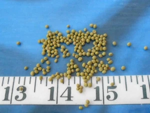 ~ Mustard Seeds ~Vintage~ Dyed Avocado Green ~ 1/4 Tsp~ Sailor's Valentines ~ - Picture 1 of 4