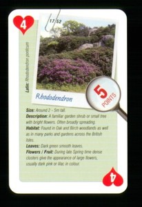 1 x playing card info of Tree Rhododendron 4 of Hearts R067