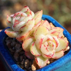 Echeveria Tiger about 3cm diameter Succulent - Picture 1 of 9