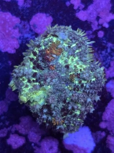 Rainbow Popcorn Bounce Rhodactis Mushroom Marine Soft Coral Not LPS SPS - Picture 1 of 1