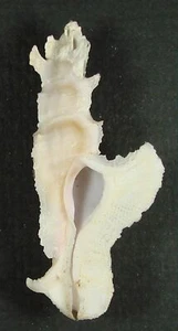 MUREX ELONGATUS 50,52mm ESEMPLARE SUPER SCELTA al largo di Punta Engano, Filippine - Foto 1 di 2