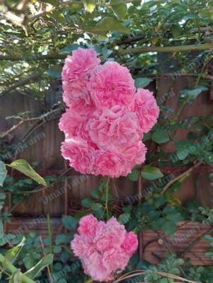 SEVEN 7 SISTERS PINK ROSE BUSH HEIRLOOM CLIMBING RAMBLER MULTIFLORA LIVE PLANT - Image 1 of 4