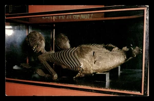 MERMAID SKELETON Vintage Original Postcard St. Augustine Florida Ripley's Museum - Picture 1 of 2