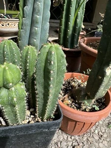 cactus rari Scopulicula - Imagen 1 de 5