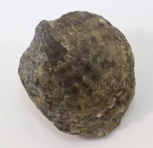 Brachiopodi, Spinatrypa fasciplicata, Devon, Frasne, Barvaux, Belgio -k639 - Foto 1 di 5