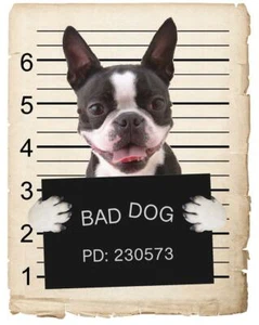 Boston Terrier Mugshot Bad Dog Kühlschrank Kühlschrank Auto Magnet - Bild 1 von 6