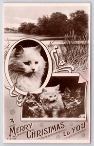 1907 RPPC Kittens CHRISTMAS Rotograph Photo, White Longhair Cat, Tabby Postcard - Picture 1 of 2