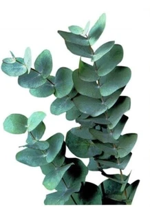 275 Eucalyptus Seeds, USA Seller Free Shipping Seeds Fragrant - Picture 1 of 6