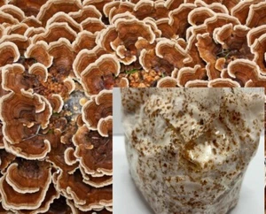 Bay Hydro Turkey Tail Mushroom Mycelium Sawdust Spawn Bags - Picture 1 of 1