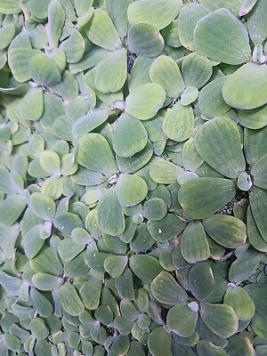 Dwarf Water Lettuce 25+ leaves easy Aquarium / Pond plants 100% Organic - Image 1 of 3