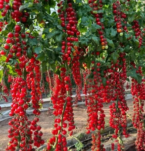 100+ WATERFALL TOMATOES SEEDS - SWEET - HIGH YIELD - HEIRLOOM - ORGANIC --- RARE - Picture 1 of 3