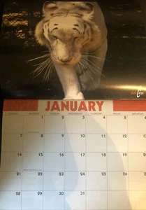 Tiger Animal Sanctuary Wall Calendar~2024 New ~ Big Cats Wall Calendar-animals - Picture 1 of 3
