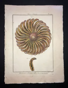 LAMARCK - SEESTERN - PLATTE 109 - FOLIO - ORIGINAL 18 JAHRHUNDERT HC GRAVUR SELTEN - Bild 1 von 1