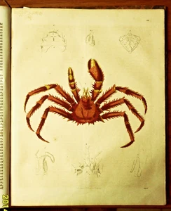 1843 Farbe Xylo-Woodcut=NORDSPINNE UND FANGORGANE=BUCH DER WELT Cm26X20 - Bild 1 von 2