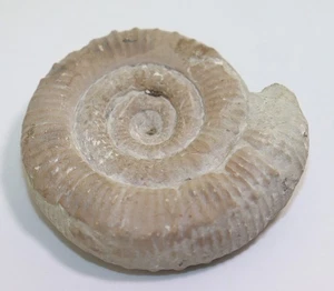 Ammonit, Collina cf. gemma, Jura, Toarc,  Basque‑Cantabrian Basin, Spanien -m215 - Picture 1 of 5