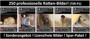 250 Lizenzfreie Profi-Bilder Tierbilder Ratten Kammerjäger Photoshop Tiere DVD - Bild 1 von 6