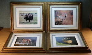 Abi Garaman gerahmtes Foto Menge 4 - Wildtiere Antilope Elch Elch Jackson Loch WY - Bild 1 von 9