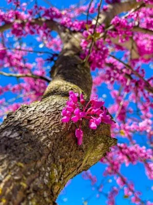 40 Chinese Redbud Tree Seeds to Grow Exotic Flowering Tree - Image 1 of 2