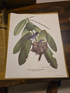 Original Ray Harm Signed 1974 Black-Throated Blue Warbler Print 12”x15” - Picture 1 of 10