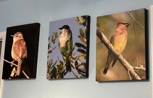 16x20 Bird Photo Gallery Canvas Wall Art Home Decor - Picture 1 of 51