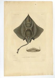 Pl.3 impresión antigua de un rayo de Gaimard por Gaimard (1842) - Imagen 1 de 1