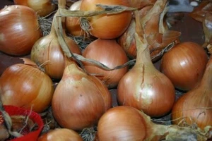ONION Pukekche Longkeeper 100 Seeds Vegetable Garden HEIRLOOM - Picture 1 of 1