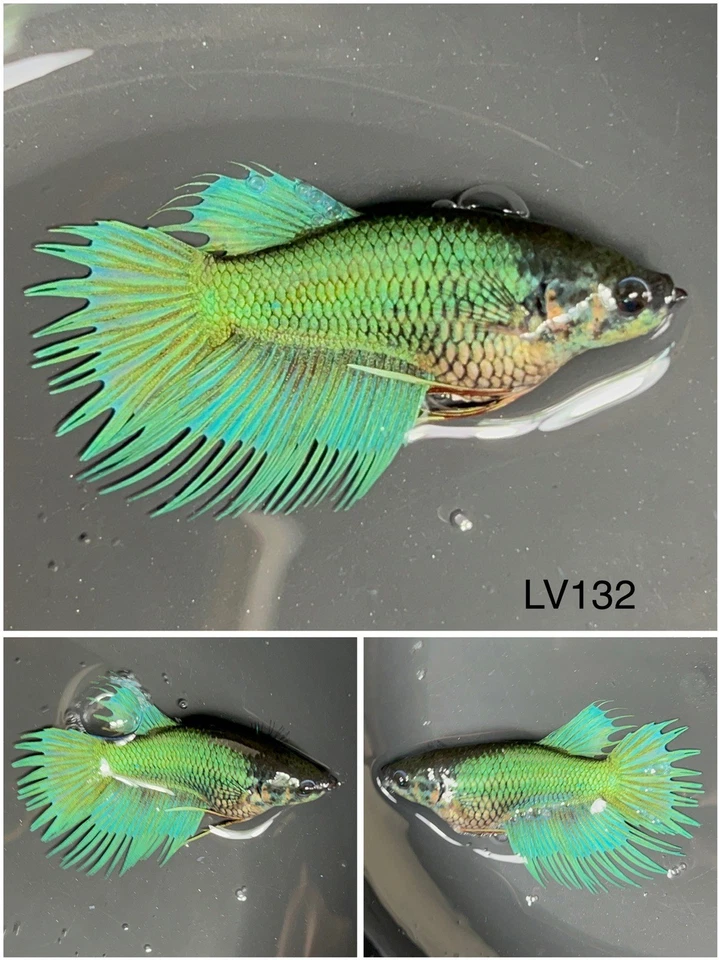 Female Betta Live Fish - Crown Tail HMPK - LV132 - For Sorority - Breeding - Image 1 of 1