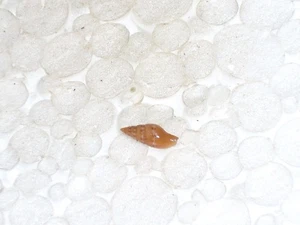 EBENOMITRA TRICOLOR SPECIAL ORANGE - Picture 1 of 2