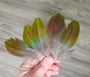 11 x blau grün braune 💚💙 Vogelfeder Papageienfeder Feder Papagei Ara bastel - Bild 1 von 14