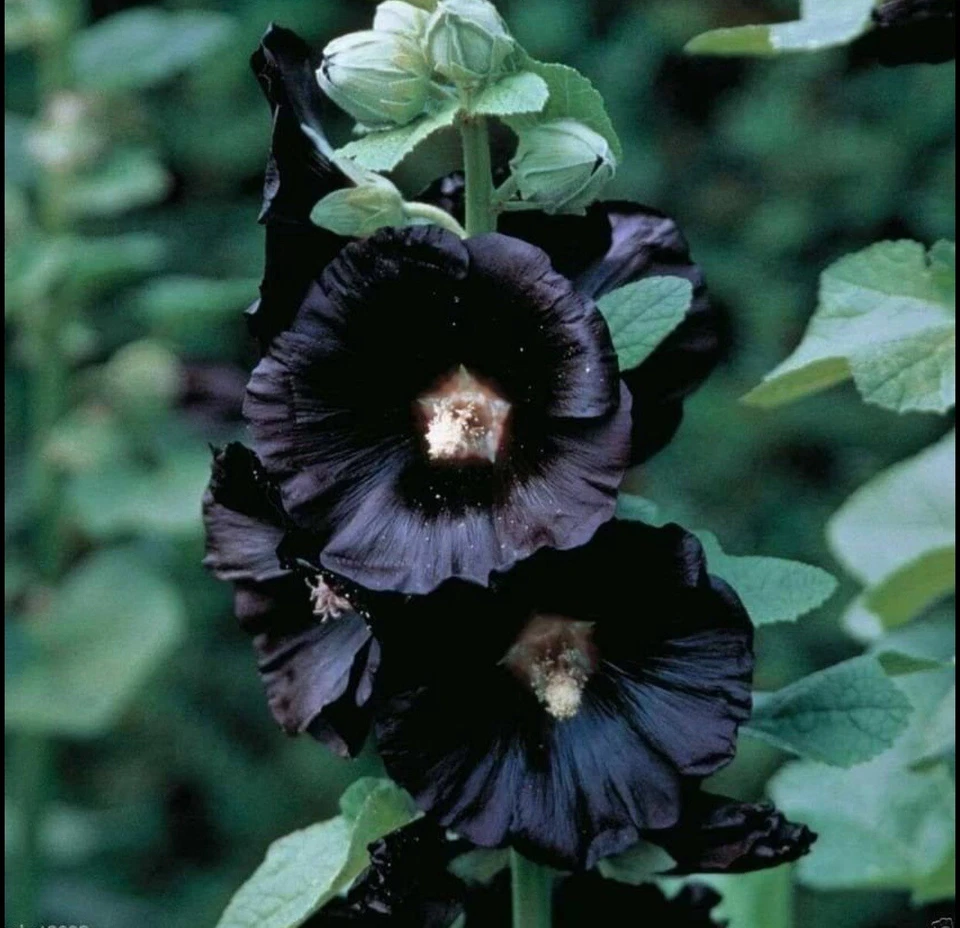 25+ SEEDS BLACK HOLLYHOCK FLOWER SEEDS BUY2GET1FREE(add2incart) - Image 1 of 1