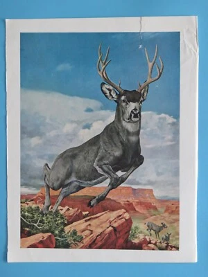 Original Vintage 1964 Print: Mule Deer Arizona Douglas Allen 10"x12" - Image 1 of 3