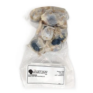 (10-pk) Disección de muestra de ojo de vaca preservado, para aulas de anatomía de biología - Imagen 1 de 6