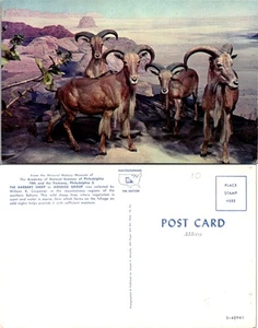 Vintage Postkarte Berberei Schafe, Aoudad Gruppe, Naturhistorisches Museum Philadelphia - Bild 1 von 1