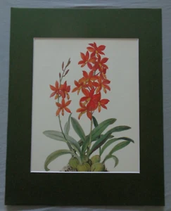 Red Flowers Tropical Gardening Dream Orchid Plant Blooming Botanical Art 11 x 14 - Picture 1 of 3