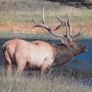 Proud Bull Elk Postcard Made In Milan Italy Excellent Condition - Picture 1 of 7