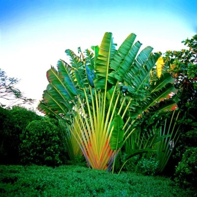 TRAVELERS PALM TREE SEEDS (Ravenala madagascariensis) Bird of Paradise Plant  - Image 1 of 4
