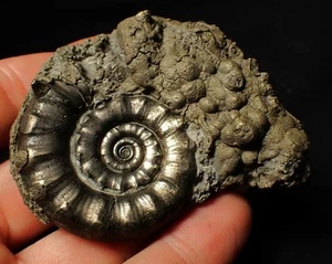 Perfect pyrite Eoderoceras ammonite fossil (72 mm) Jurassic Coast UK minerals - Picture 1 of 8