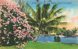 Oleanders & Palm Shaded Lagoon in Florida Posted 1953 Vintage PC - Picture 1 of 2