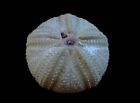 Sea Urchin test- Astropyga radiata 104mm- Good for collection!!!