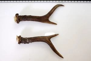 2 Geweihstangen vom Reh Geweih Deko Tischdeko Floristik - Bild 1 von 2