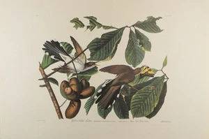 Audubon Birds of America Plate 2-Yellow billed Cuckoo Amsterdam Edition - Picture 1 of 1